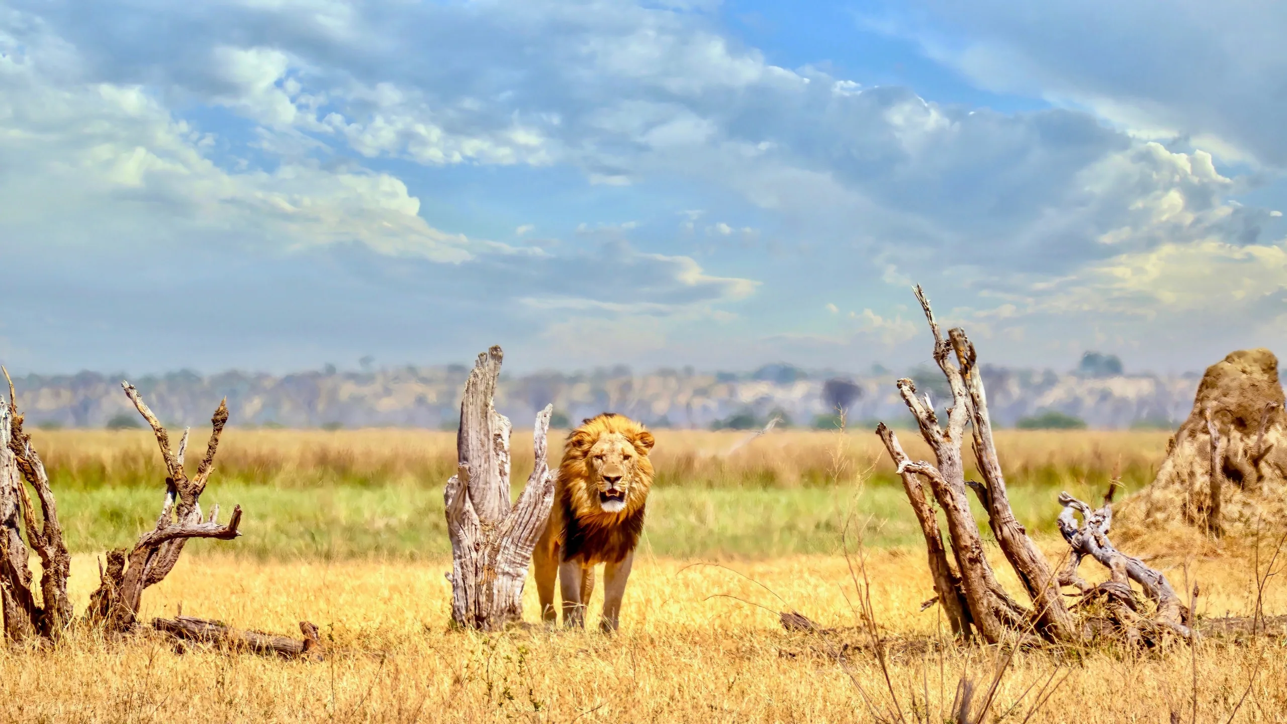 Lions Roar
